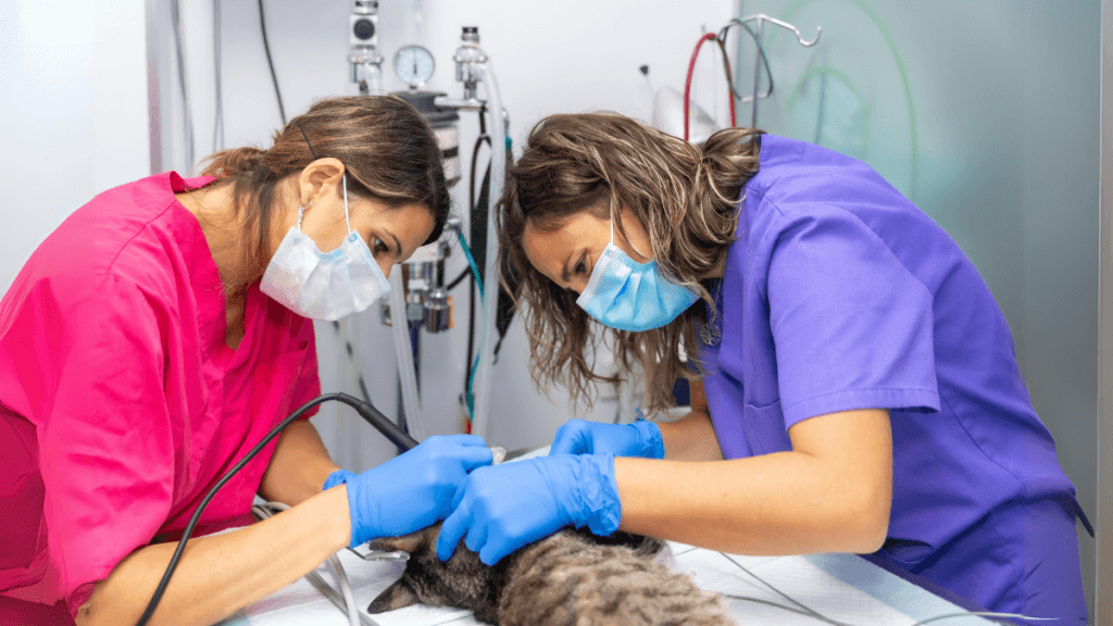 How to Become Veterinary Doctor in Canada