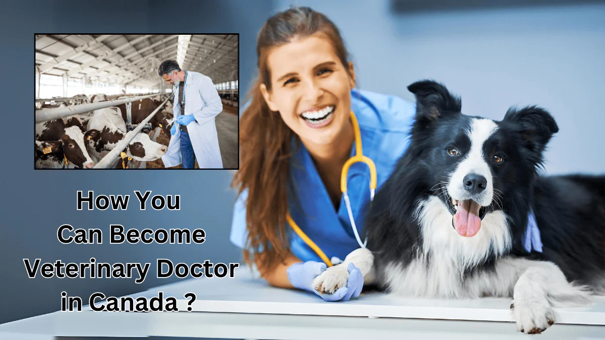 How to Become Veterinary Doctor in Canada? | Top 5 Colleges 1 How to Become Veterinary Doctor in Canada